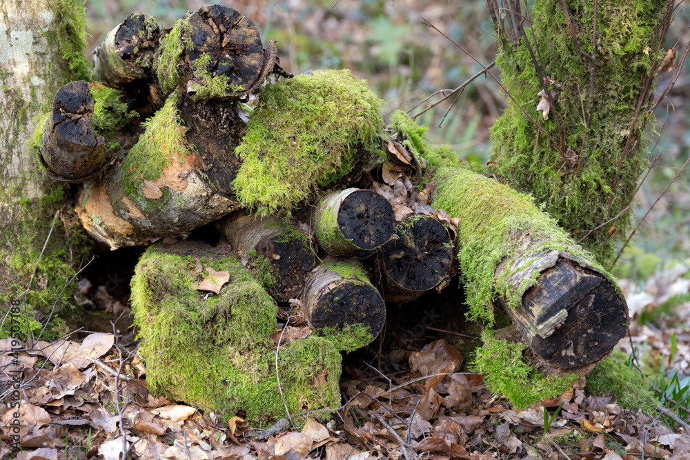 Pile of old logs covered in moss in the forest Pile of old logs covered in moss in the forest