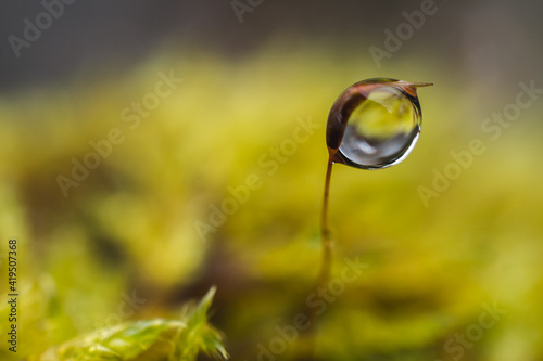 Macro shot of dewdrops on the blade of grass © Branimir