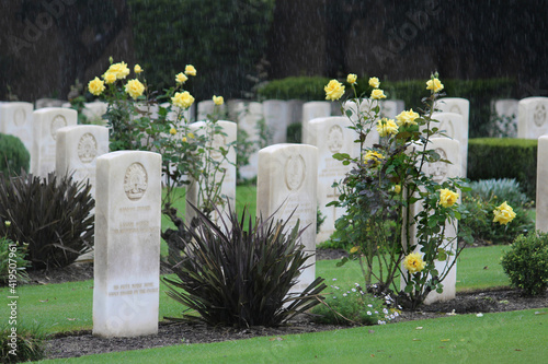 Photography White marble headstones with yellow roses planted amongst the grave at the Sydney War Cemetery