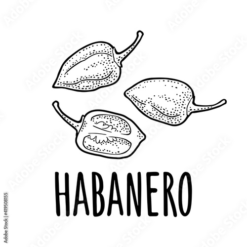 Whole and half pepper habanero. Vector black vintage engraving isolated