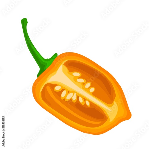Half pepper habanero. Vector color illustration isolated on white background.