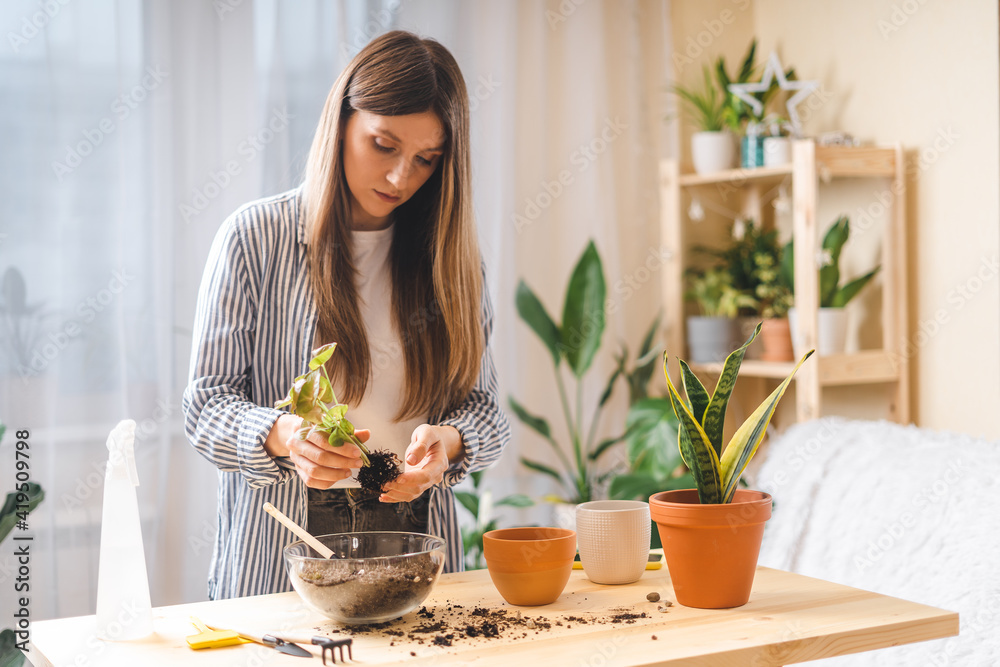 Woman gardeners taking care and transplanting plant a into a new ceramic pot on the wooden table. Home gardening, love of houseplants, freelance. Spring time. Stylish interior with a lot of plants. Woman gardeners taking care and transplanting plant a into a new ceramic pot on the wooden table. Home gardening, love of houseplants, freelance. Spring time. Stylish interior with a lot of plants.