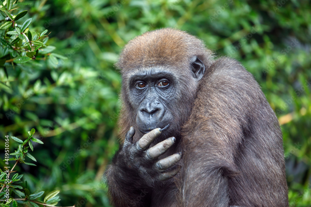 Fototapeta premium A Western Lowland Gorilla female