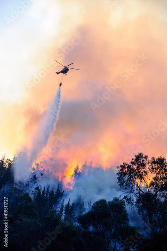 Forest fire
