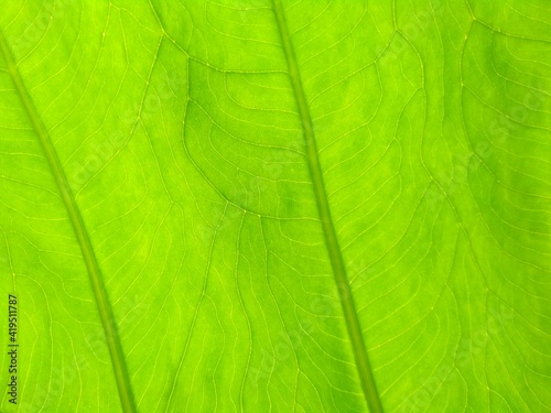 The natural green texture background