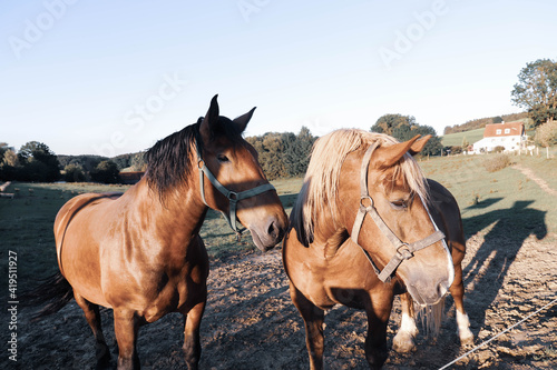 Fototapeta Naklejka Na Ścianę i Meble -  Two brown horses on the street. Horses outside.