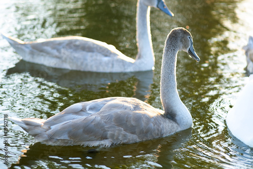 Gray young chick swans swimming on lake water in summer.