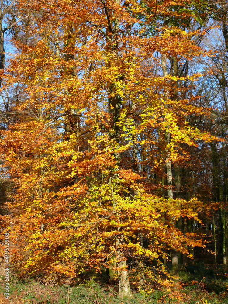 Fototapeta premium paysages d'automne en forêt