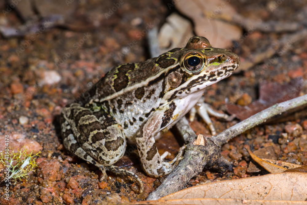 Southern Leopard Frog (Rana spenocephala) Southern Leopard Frog (Rana spenocephala)
