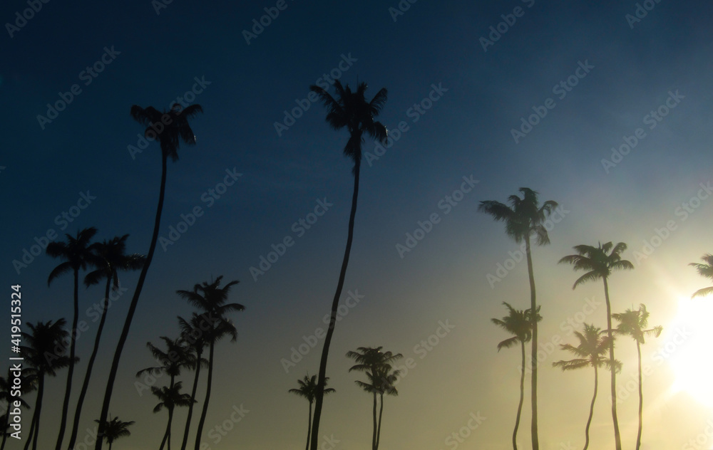 Silhouette of coconut trees at the sunset