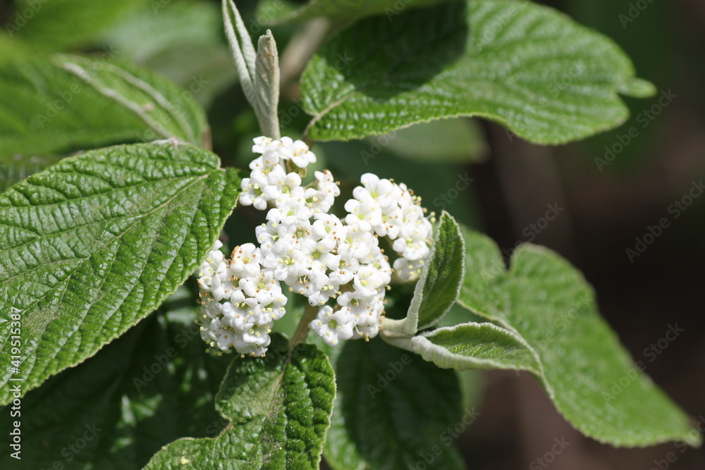 white flowers on a tree white flowers on a tree