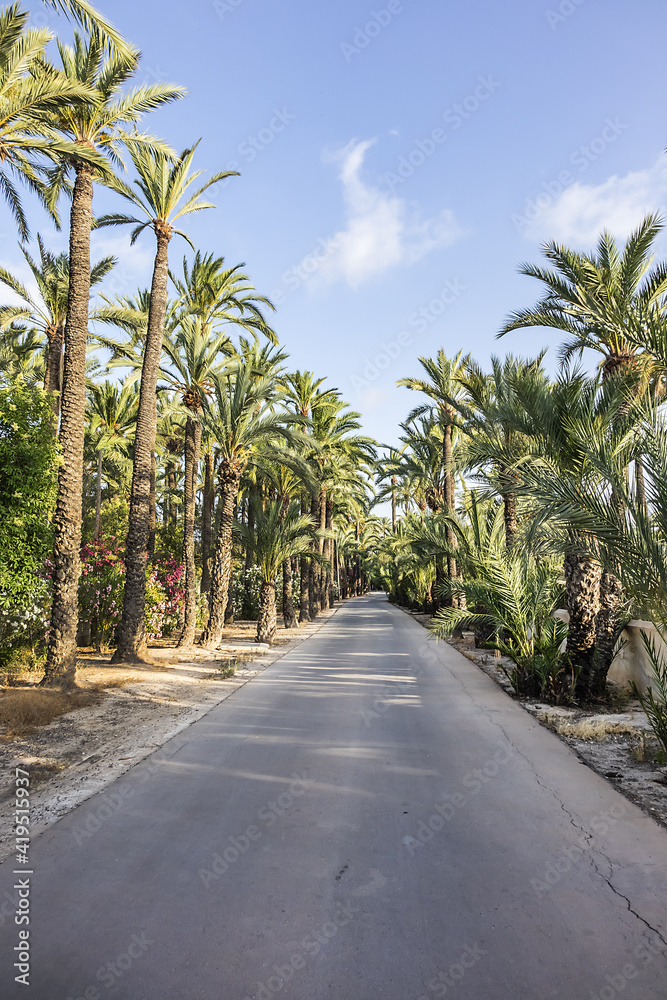 Spain city of Elche (Elx) is famous for the palm tree forests. Palmeral of Elche (or Palm Grove of Elche, about 70,000 palms) - the most southern palm grove in Europe. Elche, Spain.