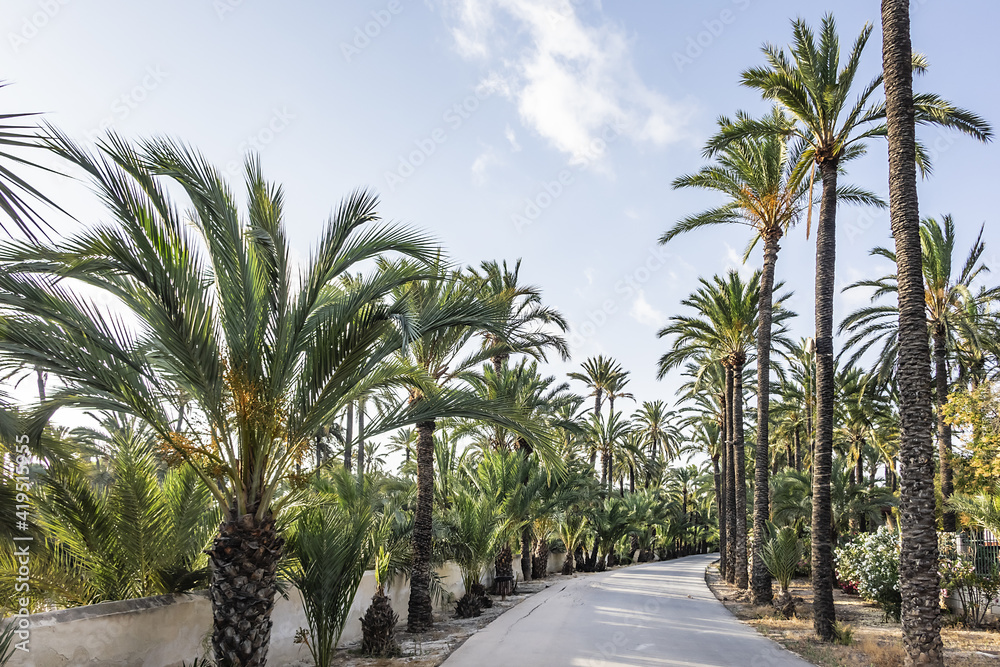 Spain city of Elche (Elx) is famous for the palm tree forests. Palmeral of Elche (or Palm Grove of Elche, about 70,000 palms) - the most southern palm grove in Europe. Elche, Spain. Spain city of Elche (Elx) is famous for the palm tree forests. Palmeral of Elche (or Palm Grove of Elche, about 70,000 palms) - the most southern palm grove in Europe. Elche, Spain.