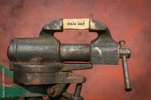 Vice grip tool squeezing a plank with the word scale leaf photo