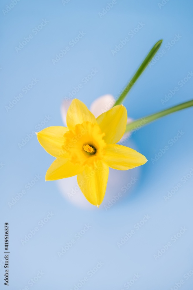 Fototapeta premium Sunny daffodil flower in a vase on a blue background, top view