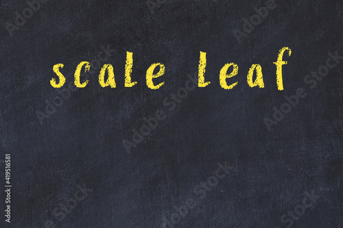 Black chalkboard with inscription scale leaf on in photo