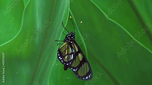 Themisto amberwing Butterfly (Methona themisto) on green leaf. photo