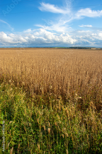 Soy plantation