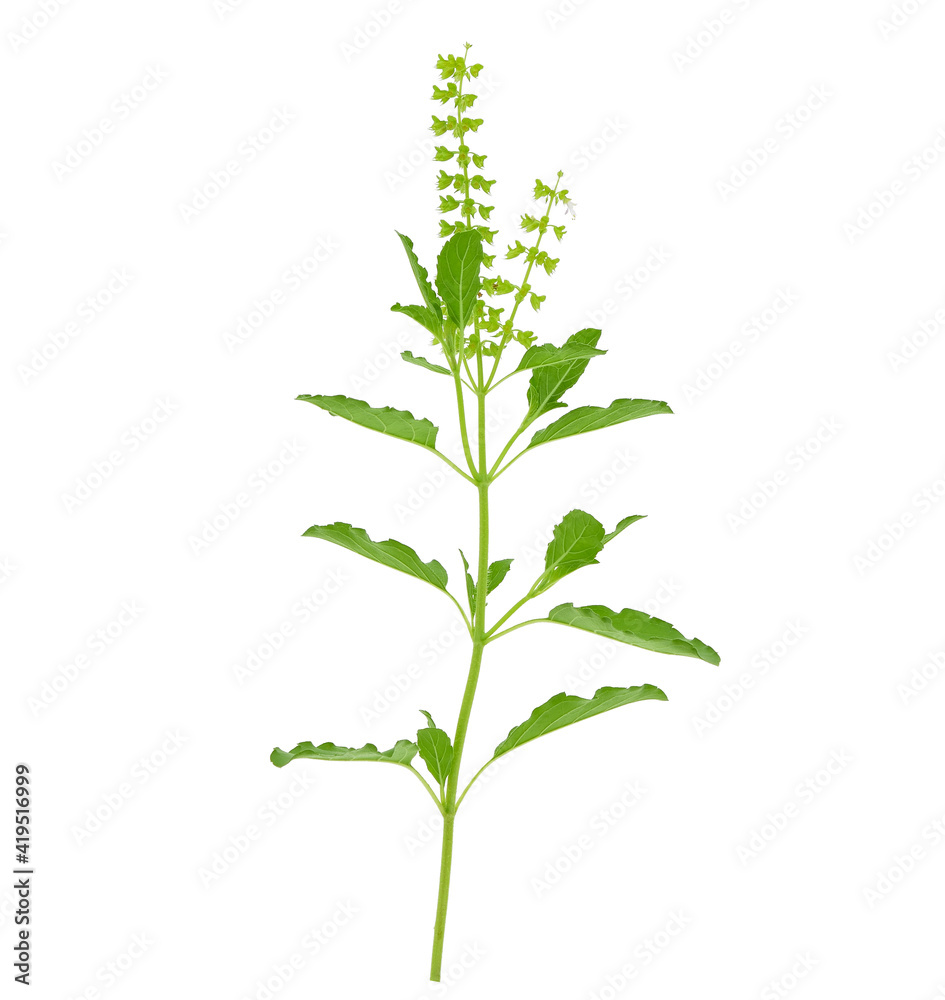 Naklejka premium Basil flower, stalk and leaves isolated on a white