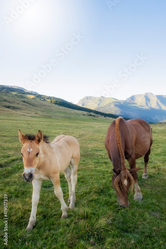 a mare and a foal graze in a meadow in a mountain landscape on a summer day, Baqueira Beret, Lleida, Spain © Javier