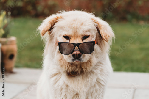 Cute dog wearing sunglasses looking at camera with tongue out photo