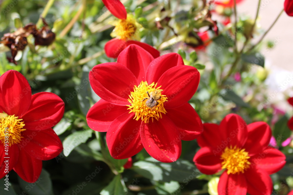 Abeille butinant une magnifique fleurs rouge Abeille butinant une magnifique fleurs rouge