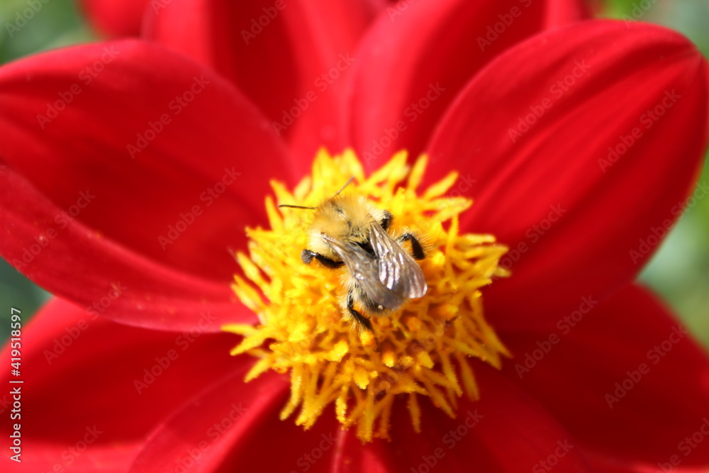 Abeille butinant une magnifique fleurs rouge Abeille butinant une magnifique fleurs rouge