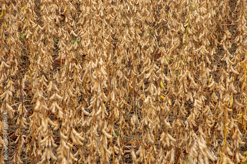 Soy plantation