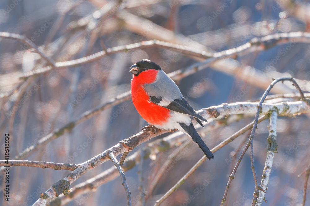 Bullfinch on the tree branch at winter sunny day time. Bullfinch on the tree branch at winter sunny day time.