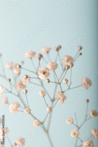 Gypsophila paniculata 'Snowflake' in vase. Soft colors. Blue background. 