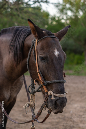 Hermoso caballo de color marron © GastnNicols