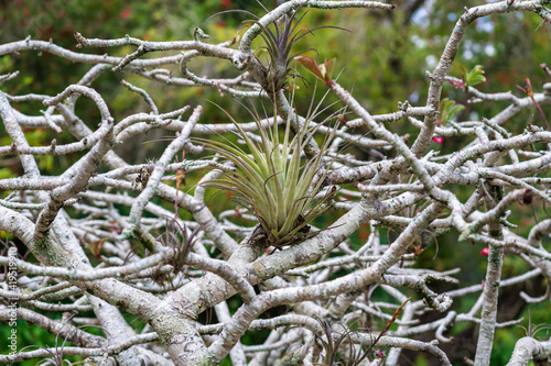 Air plant growing in branches of a desert rose plant (Adenium obesum somalense)