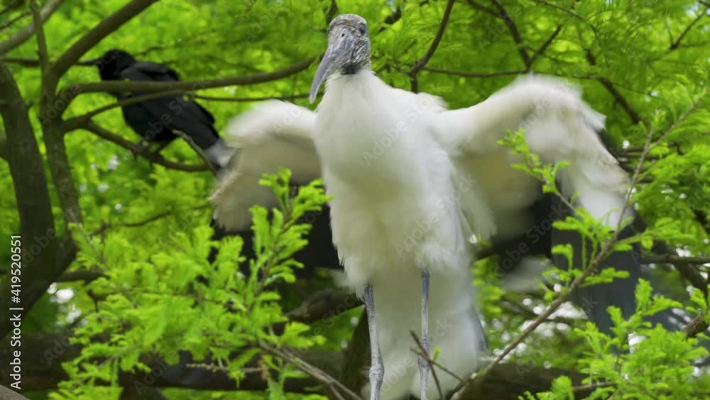 Wood stork (Mycteria americana) in a cypress tree - Florida, USA