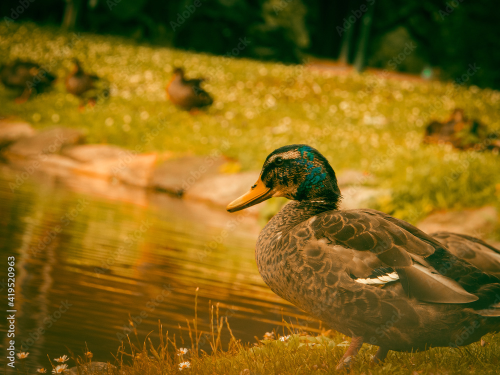 Obraz premium duck in the water