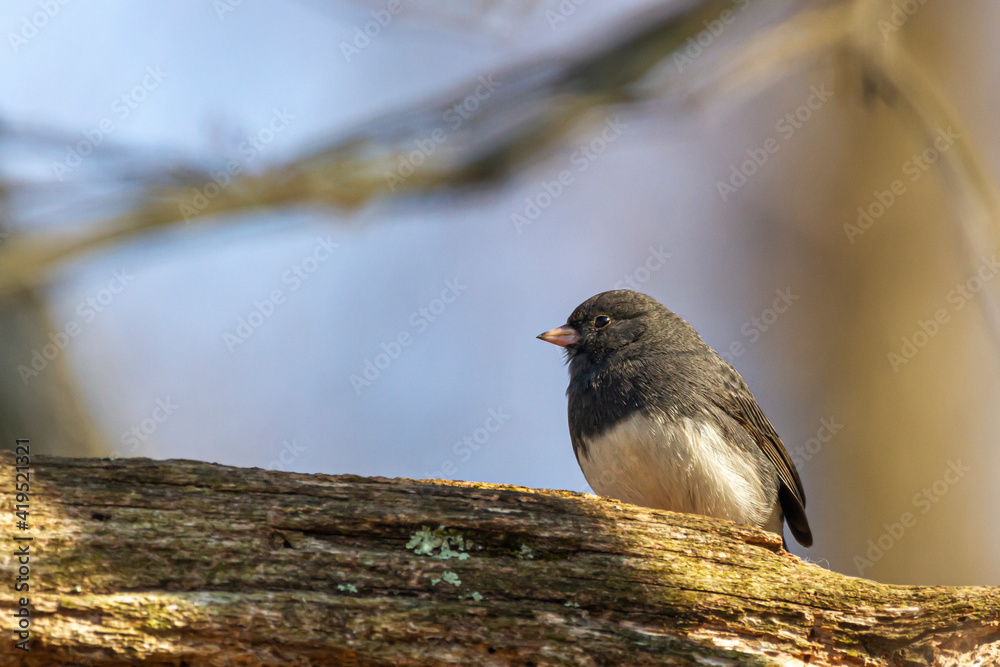Fototapeta premium Slate colored Dark Eyed Junco ( Junco hyemalis ) is a passerine bird in north America. This adult male songbird was spotted on a wooden branch in winter in Maryland.