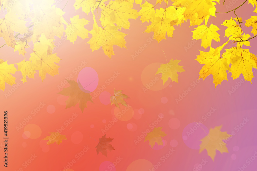 Yellow maple leaves are flying down. Autumn natural background in red and gold colors.