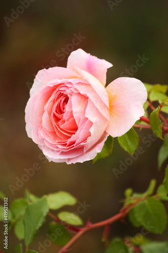 Beautiful fragrant pale pink English rose