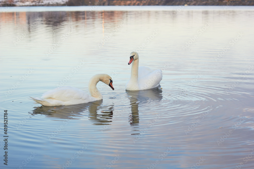 Obraz premium Two white swans float on the reflective water of the lake. 