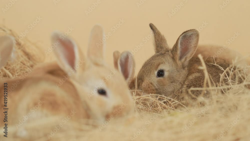 Group of baby Rabbits fervently munching on a bunch of hay - Eye level medium close up shot Group of baby Rabbits fervently munching on a bunch of hay - Eye level medium close up shot
