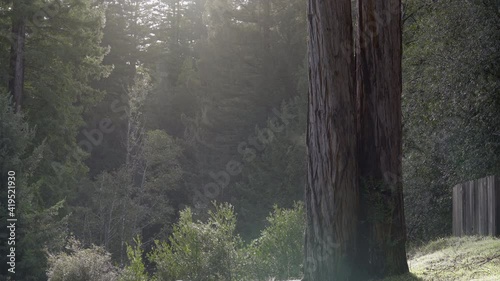 Twin Redwoods Stand in Misty Morning Light Surrounded by Idyllic Forest photo