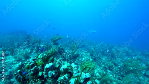 Wallpaper Mural Slow Motion: Fish Swimming Over Coral Reef In Ocean Torontodigital.ca
