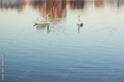 Two white swans float on the reflective water of the lake. 