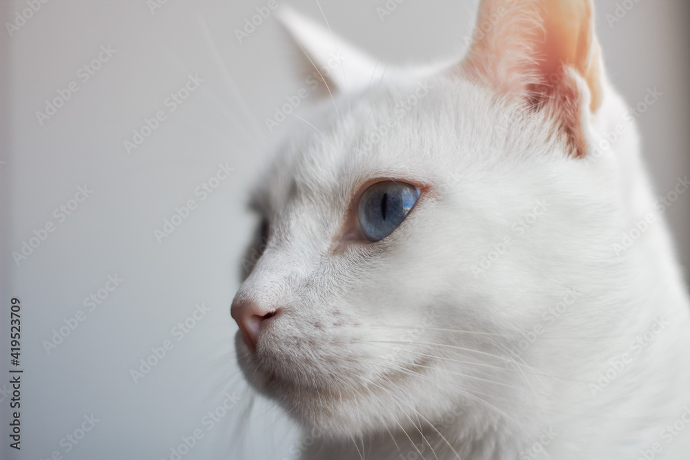 portrait of a cat portrait of a cat