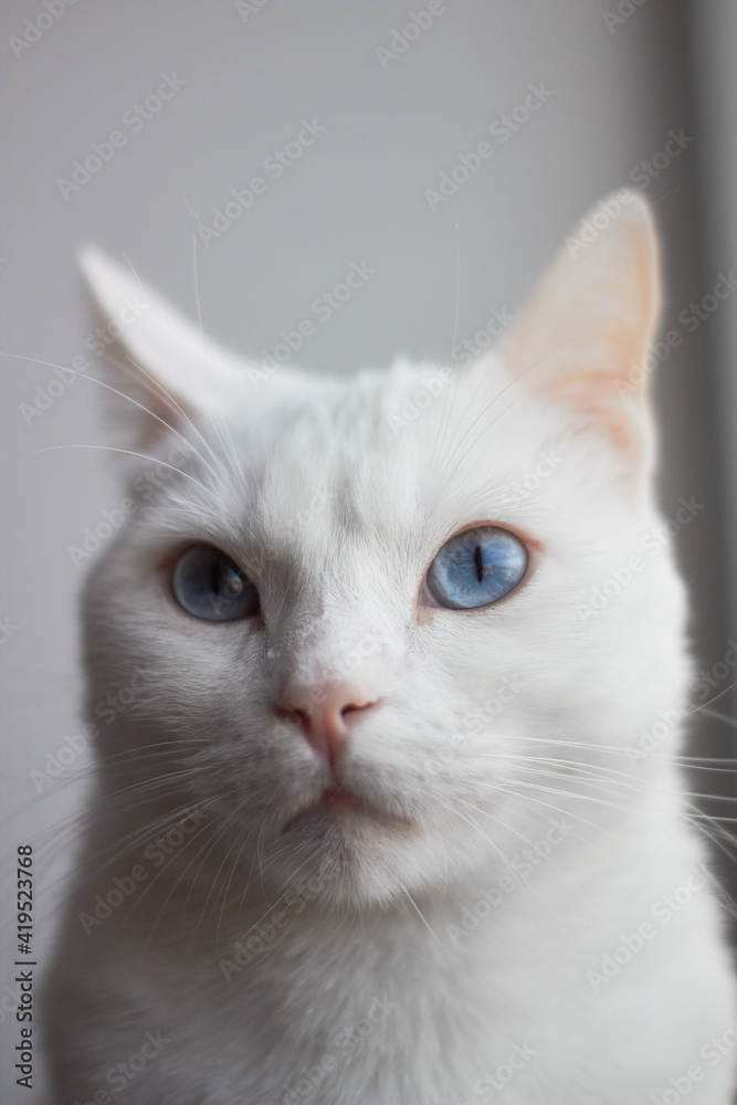 portrait of a cat