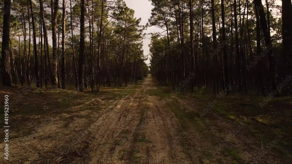 4K drone view of a dirty road in the middle of a majestic pine tree forest. Drone flying backwards, 60fps. 4K drone view of a dirty road in the middle of a majestic pine tree forest. Drone flying backwards, 60fps.
