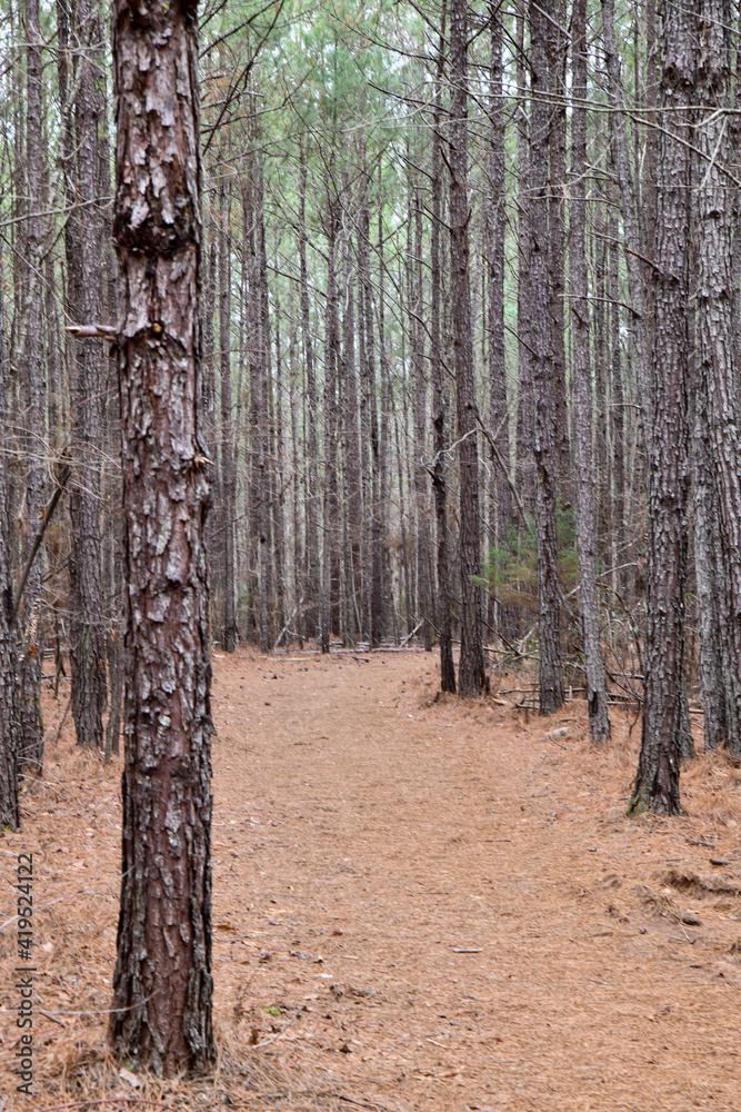 Obraz premium Empty dirt hiking trail through the forest pine trees