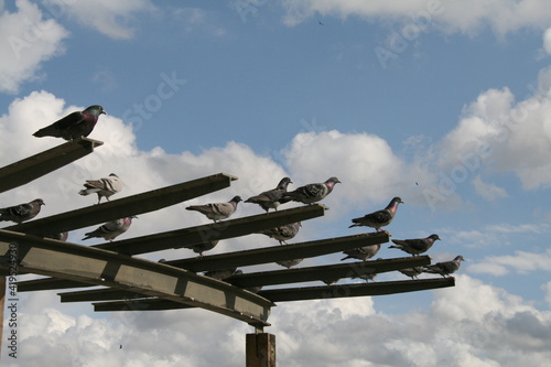 фотографія Pigeons on Metal Structure