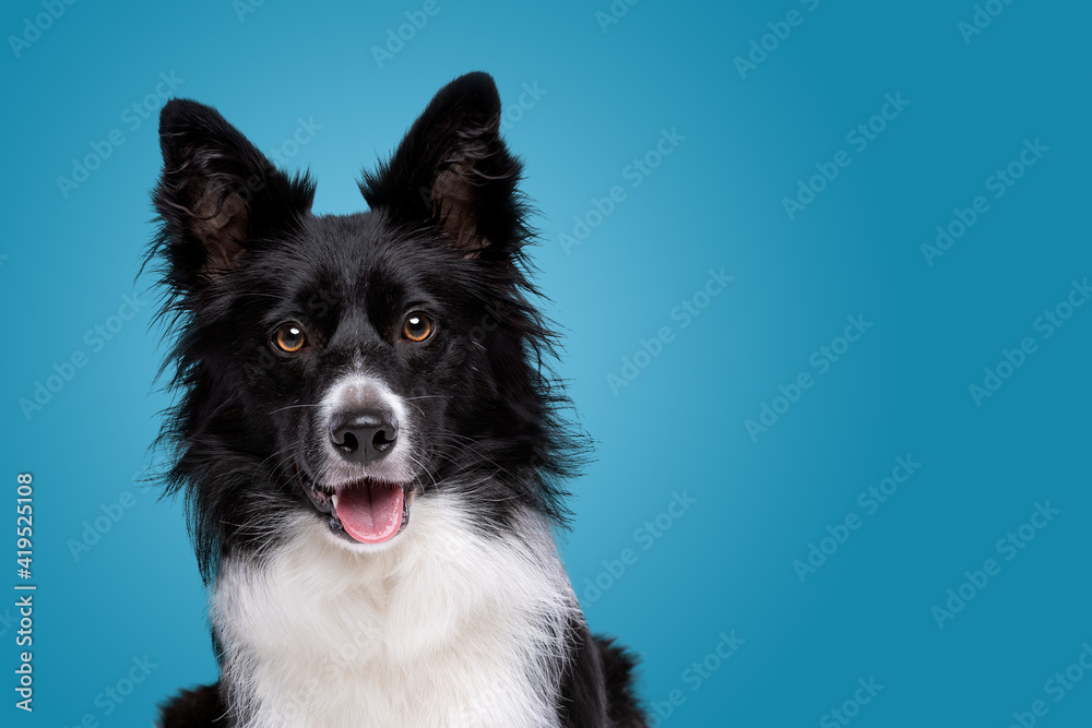 portrait of a black and white border collie dog