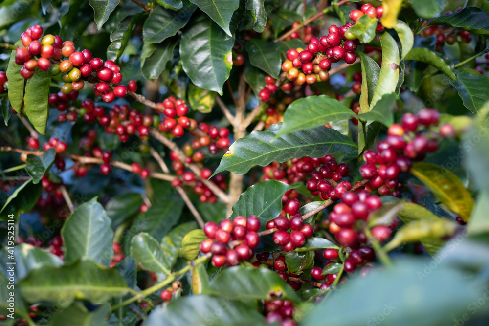 red berries on a bush