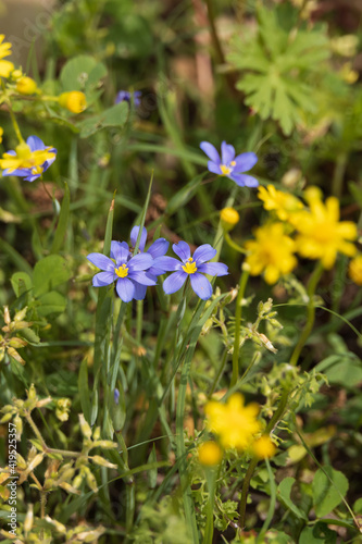 Forget-me-not wildflowers